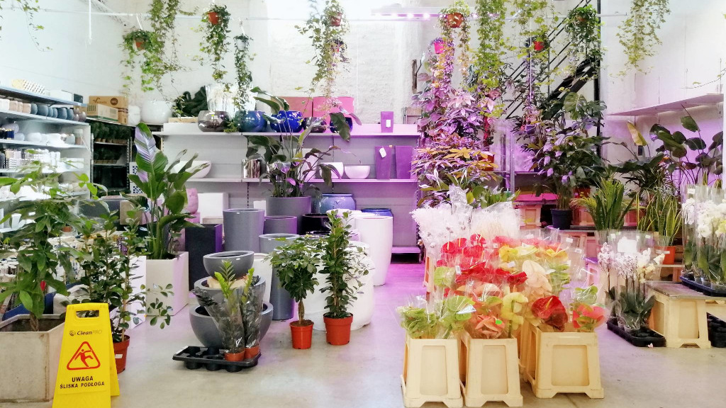 wnętrze sklepu na giełdzie kwiatowej